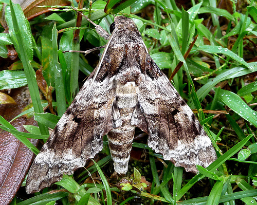 Tetrio Sphinx , Pseudoshpinx tetrio